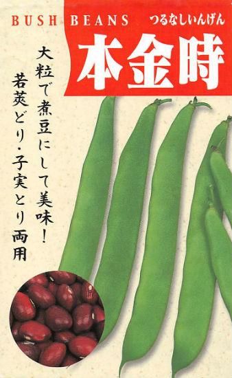 インゲンの種 本金時 固定種 種の専門店 松尾農園 オンラインショップ