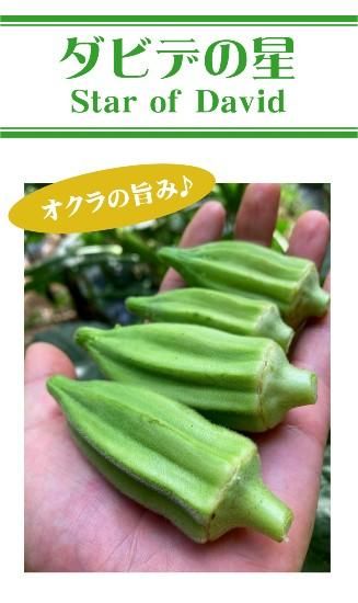 オクラの種 ダビデの星 固定種 種の専門店 松尾農園 オンラインショップ