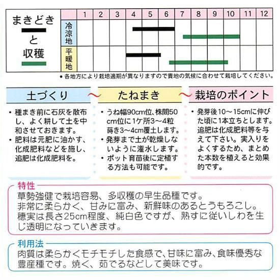 トウモロコシの種 白もちトウモロコシ 固定種 種の専門店 松尾農園 オンラインショップ トウモロコシの種 白もちトウモロコシ 固定種 種の専門店 松尾農園 オンラインショップ