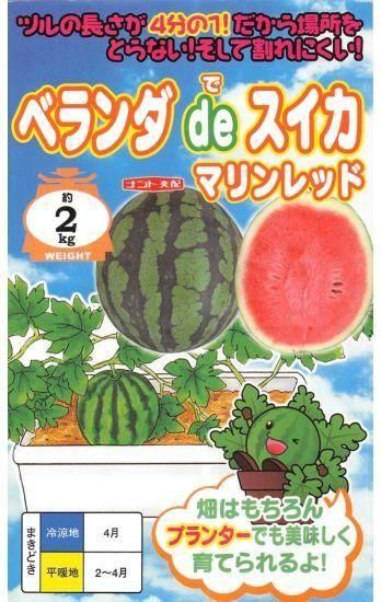 小玉スイカの種 ベランダ De スイカ マリンレッド F1 種の専門店 松尾農園 オンラインショップ