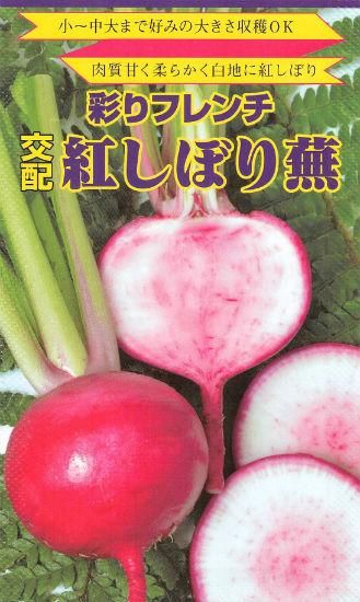 赤カブの種 紅しぼりカブ F1 種の専門店 松尾農園 オンラインショップ 赤カブの種 紅しぼりカブ F1 種の専門店 松尾農園 オンラインショップ