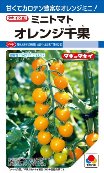 ミニトマトの種【オレンジ千果】〔F1〕 - 種の専門店 松尾農園 