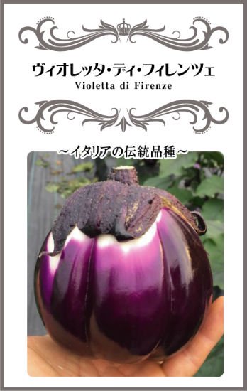 イタリアナスの種【ヴィオレッタ・ディ・フィレンツェ（Violetta di Firenze）】〔固定種〕 - 種の専門店　松尾農園　オンラインショップ