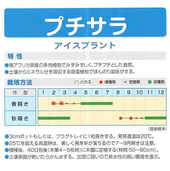 アイスプラントの種 プチサラ 固定種 種の専門店 松尾農園 オンラインショップ