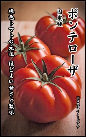 トマトの種 ポンテローザ 固定種 種の専門店 松尾農園 オンラインショップ トマトの種 ポンテローザ 固定種 種の専門店 松尾農園 オンラインショップ
