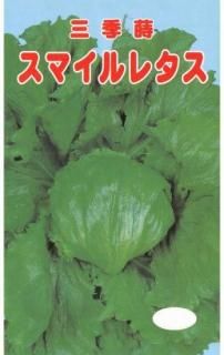 ̥쥿μڥޥ쥿̸ۡ ̵