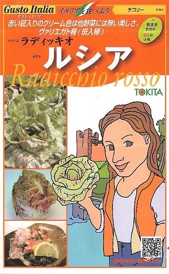 チコリーの種 ルシア 固定種 種の専門店 松尾農園 オンラインショップ