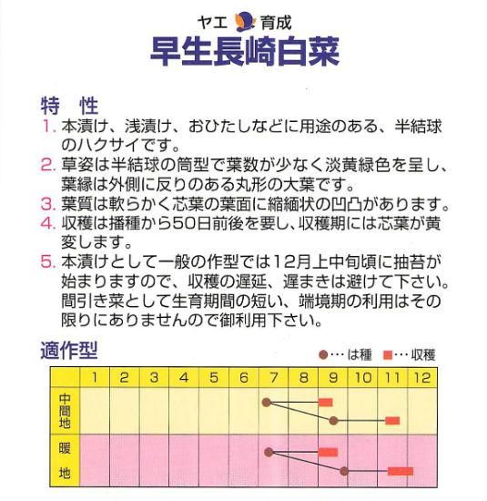 ハクサイの種 早生長崎白菜 唐人菜 固定種 種の専門店 松尾農園 オンラインショップ