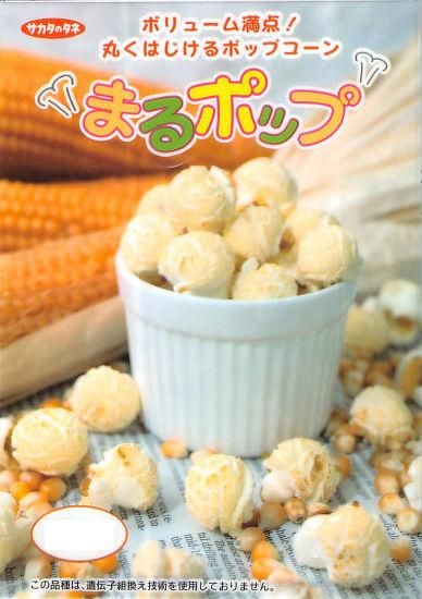 ポップコーンの種 まるポップ F1 種の専門店 松尾農園 オンラインショップ