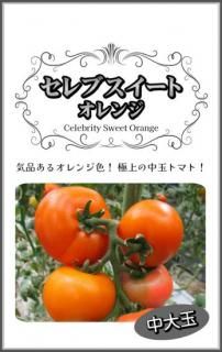 ̥ȥޥȤμڥ֥ȥ󥸥ȥޥȡۡF1 ̵