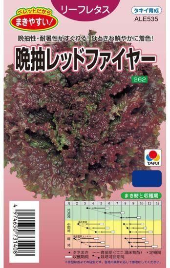 リーフレタスの種 晩抽レッドファイヤー 固定種 種の専門店 松尾農園 オンラインショップ リーフレタスの種 晩抽レッドファイヤー 固定種 種の専門店 松尾農園 オンラインショップ