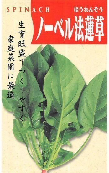 ホウレンソウの種【ノーベル】〔固定種〕 - 種の専門店 松尾農園