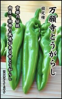 辛くない品種 - 種の専門店 松尾農園 オンラインショップ