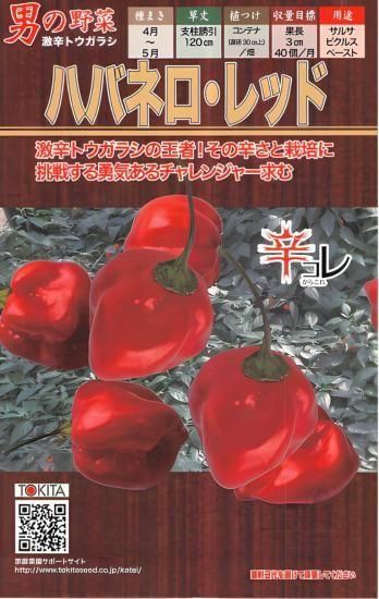 トウガラシの種 ハバネロ レッド 固定種 種の専門店 松尾農園 オンラインショップ