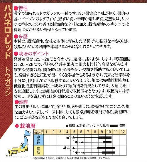 トウガラシの種 ハバネロ レッド 固定種 種の専門店 松尾農園 オンラインショップ