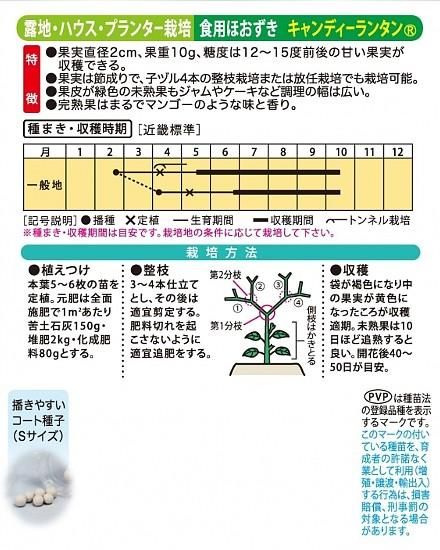 食用ほおずきの種 キャンディーランタン 固定種 種の専門店 松尾農園 オンラインショップ