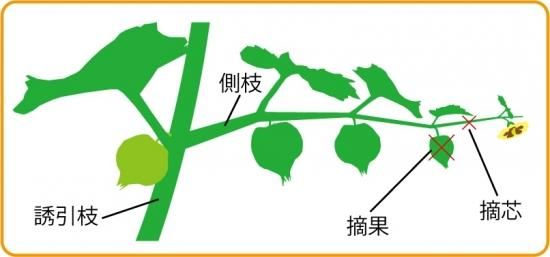 食用ほおずきの種 キャンディーランタン 固定種 種の専門店 松尾農園 オンラインショップ