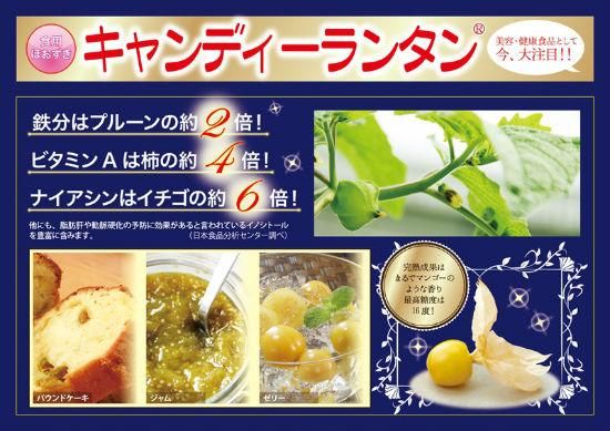 食用ほおずきの種 キャンディーランタン 固定種 種の専門店 松尾農園 オンラインショップ