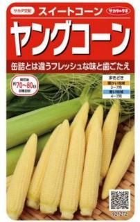 󥰥μڥ󥰥ۡF1