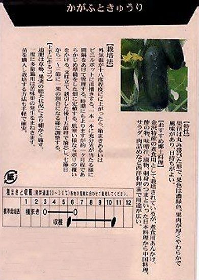 キュウリの種 加賀太きゅうり 固定種 種の専門店 松尾農園 オンラインショップ