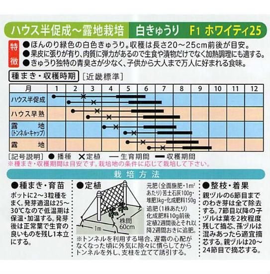 白キュウリの種【ホワイティ25】〔F1〕 - 種の専門店 松尾農園