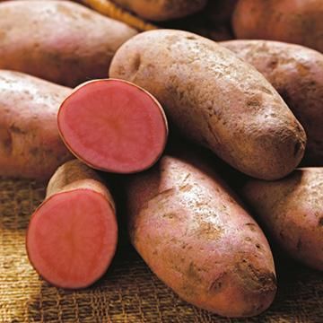 残り1つ ジャガイモの種芋 ノーザンルビー 種ばれいしょ検査合格品 2kg 送料無料 種の専門店 松尾農園 オンラインショップ 残り1つ ジャガイモの種芋 ノーザンルビー 種ばれいしょ検査合格品 2kg 送料無料 種の専門店 松尾農園 オンラインショップ