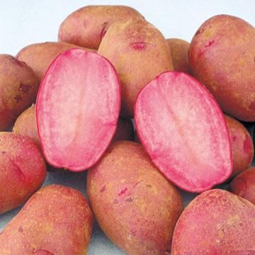 ジャガイモの種芋 西海31号 ドラゴンレッド 種ばれいしょ検査合格品 kg 送料無料 種の専門店 松尾農園 オンラインショップ
