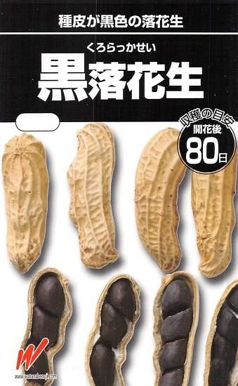 黒落花生 ブラックピーナッツ の種 固定種 種の専門店 松尾農園 オンラインショップ