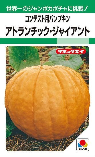 巨大カボチャの種 アトランティック ジャイアント 観賞用 固定種 種の専門店 松尾農園 オンラインショップ 巨大カボチャの種 アトランティック ジャイアント 観賞用 固定種 種の専門店 松尾農園 オンラインショップ