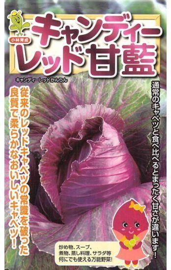 赤キャベツの種 キャンディーレッド甘藍 固定種 種の専門店 松尾農園 オンラインショップ 赤キャベツの種 キャンディーレッド甘藍 固定種 種の専門店 松尾農園 オンラインショップ