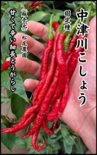 momo激辛 絲椒青唐辛子固定種 12kg長野県産今季も終了間近大小様々等 momo様専用激辛 絲椒青唐辛子固定種 12kg長野県産今季も終了間近大小