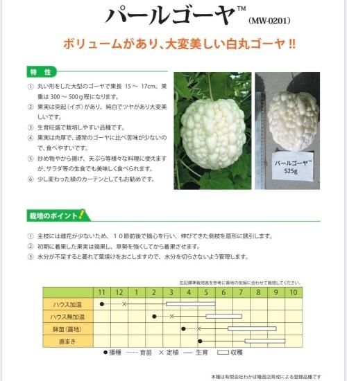 接木野菜苗 ゴーヤ苗 接木パールゴーヤ(農林水産省登録品種登録