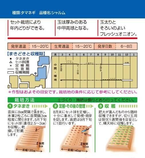 セットタマネギ／ホームタマネギ専用の種【シャルム】〔F1
