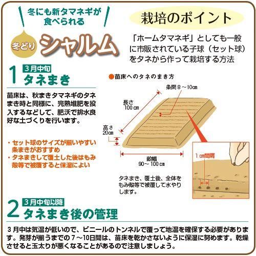 ホーム玉ねぎ　500球　栽培期間中農薬不使用 シャルム　セット栽培用　種球 ホーム玉ねぎ 500球 栽培期間中農薬不使用 シャルム セット栽培