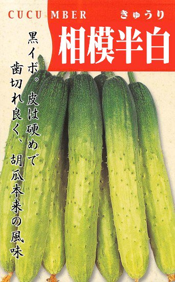 キュウリの種【相模半白節成】〔固定種〕 - 種の専門店　松尾農園　オンラインショップ