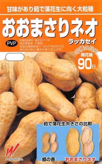 落花生の種【おおまさりネオ】〔固定種〕 - 種の専門店 松尾農園 落花生の種【おおまさりネオ】〔固定種〕 - 種の専門店 松尾農園