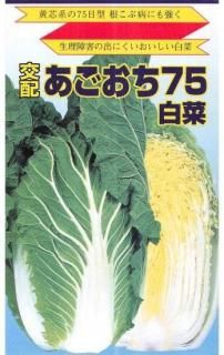 種(ハクサイ) - 種の専門店 松尾農園 オンラインショップ 種(ハクサイ) - 種の専門店 松尾農園 オンラインショップ