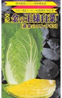 種(ハクサイ) - 種の専門店 松尾農園 オンラインショップ 種(ハクサイ) - 種の専門店 松尾農園 オンラインショップ