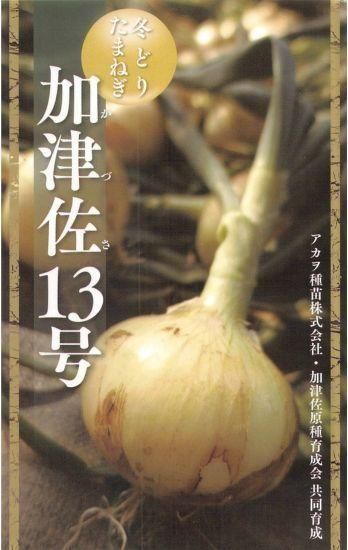 タマネギの種【加津佐13号】〔固定種〕 - 種の専門店 松尾農園