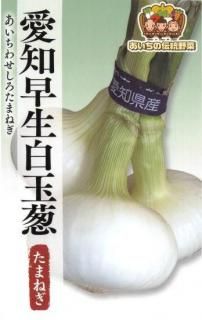 玉ねぎ苗【早生品種✳️マッハ1000本✳️】【野菜苗】 マッハ