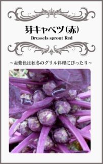 紫芽キャベツ（赤紫）の種〔固定種〕 ※無消毒