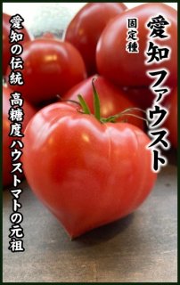 トマトの種【愛知ファーストトマト（純系）】〔固定種〕 ※無消毒 ※国産