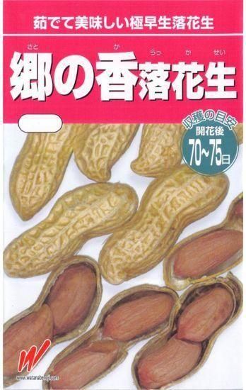 落花生種子　郷の香 2kg 落花生種子 郷の香 2kg