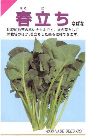 小林英且、記憶～time～、希少な額装用画集より、新品高級額装付、状態良好 小林英且、記憶～time～、希少な額装用画集より、新品高級額装付