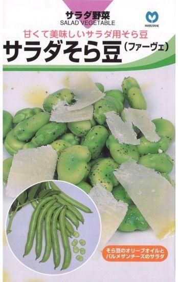 ソラマメ（ファーべ）の種【ポポロ】〔固定種〕 - 種の専門店 松尾農園