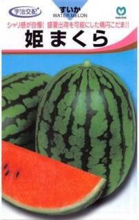 ̥μɱޤۡF1