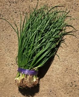 タマネギの苗【ソユーズ3号(極早生)】〔固定種〕 ※送料200円(3000円以上は送料無料)