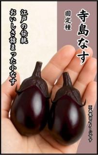 ナスの種〔固定種〕 - 種の専門店 松尾農園 オンラインショップ