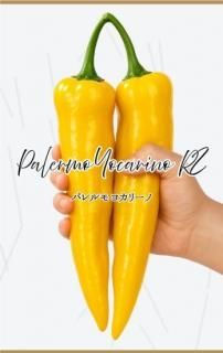 ѥץꥫμڥѥ 襫꡼Ρʥȥѥ ɡˡۡF1