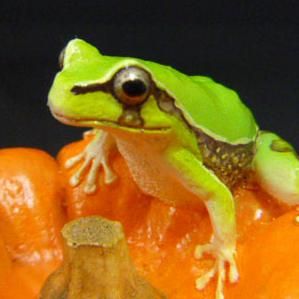 カエル工房　カボチャ蛙　大　フィギュア　置物 カボチャ蛙・大 - カエル工房